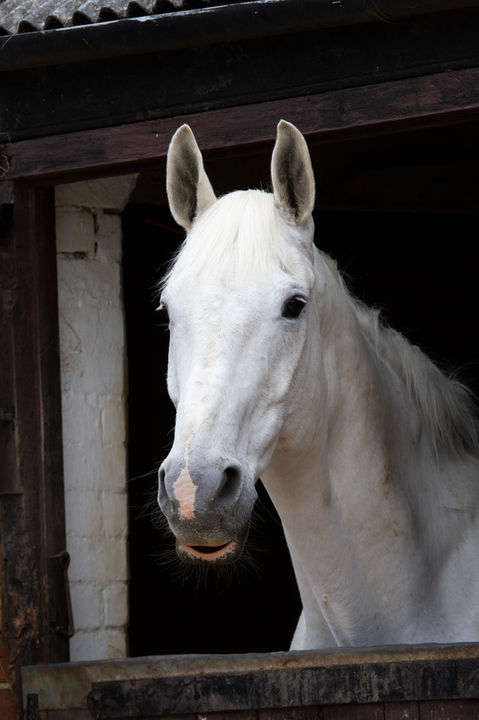 The famous Freddie Fox enjoying his retirement, relaxing for a short period in his stable.