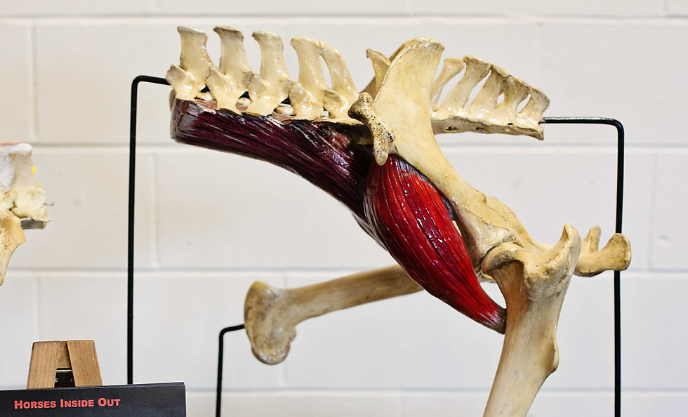 Equine Iliopsoas Muscle Group