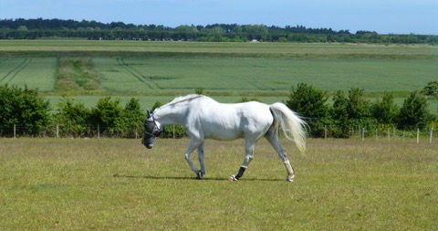 Grey horse in field