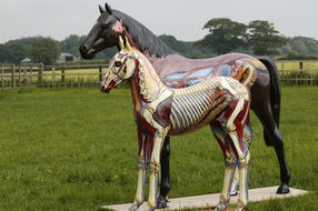 Mylo and Leonardolife size anatomical art models, foal, growth plates, muscles, tendons ligaments, joints, vertebrae, spine, limbs, muscles, triceps, ribs, lungs