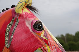 Painted modelAnatomy of the horse's head, parotidauricular muscle, salivary glands, eye equine