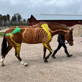 Students at Stromsholm, Sweden, present their horses for Gillian Higgins at Horses Inside Out to choose the best painted musculoskeletal system!