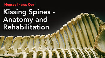 Horses Inside OUt: Kissing spines anatomy and rehabilitation