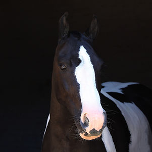 adopted from the Blue Cross, Pumpernickel joined the Horses Inside Out team in 2019