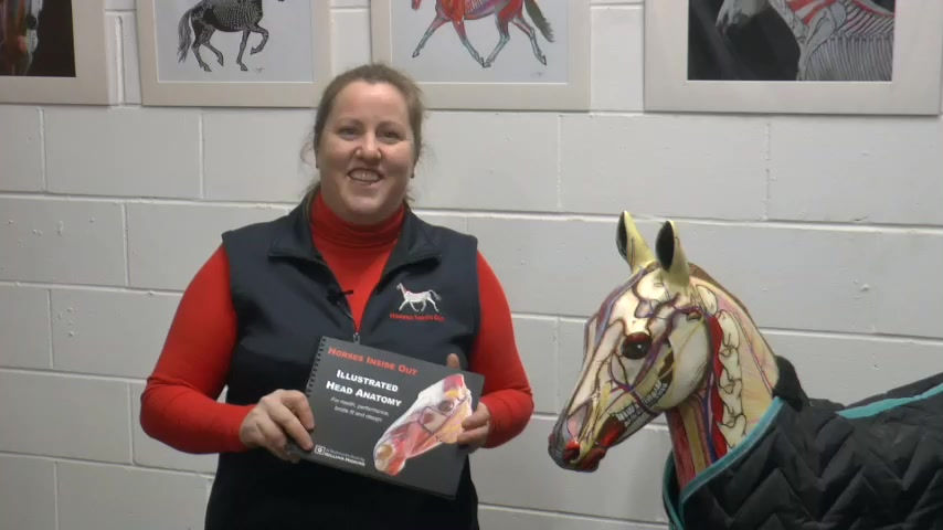 Thumbnail: Illustrated Head Anatomy