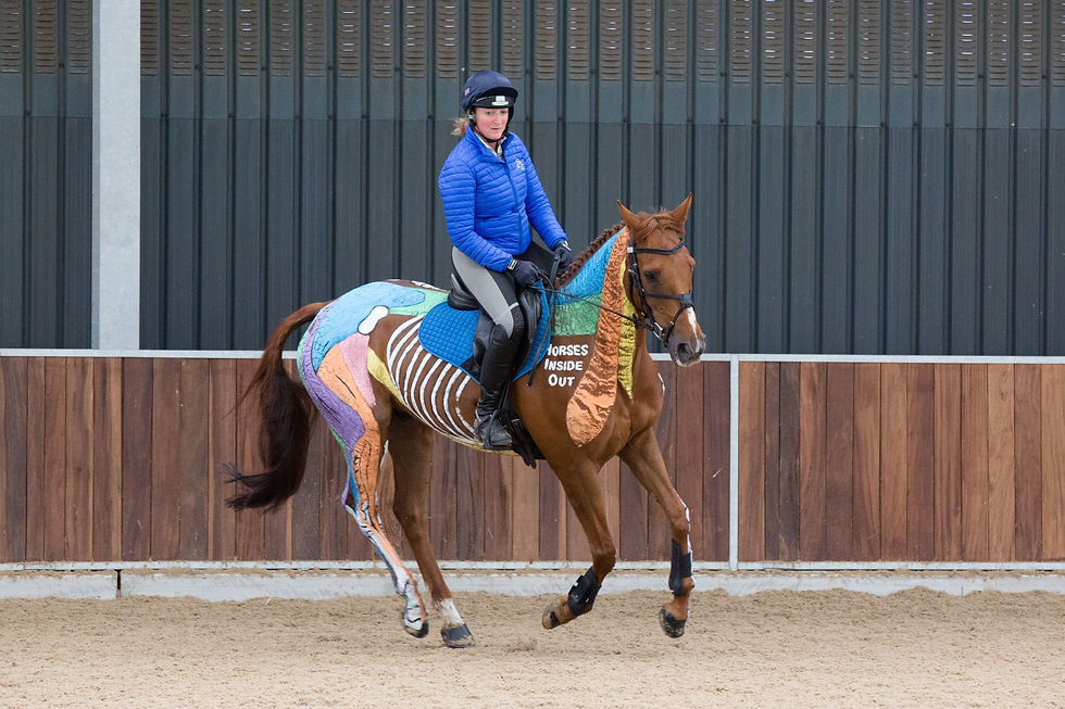 Cantering horse in an indoor school showing muscle chains painet