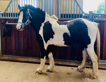 gillian higgins horses inside out pumpernickle blue cross rescue adopted pony