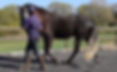 improving equine welfare through physiotherapy, groundwork