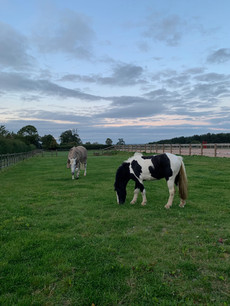 Pumpernickel blue cross rescue adopted pony by horses inside out with Freddie Fox