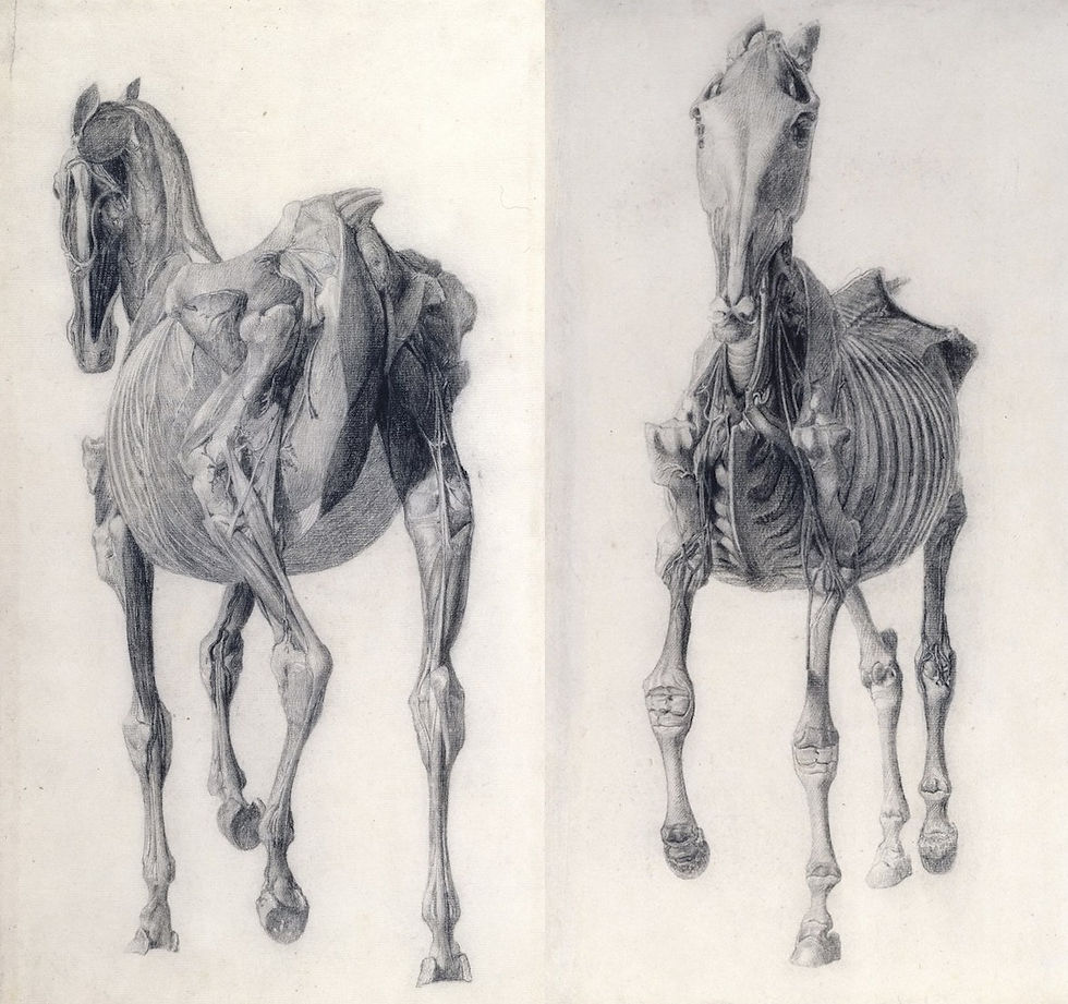 equine skeleton