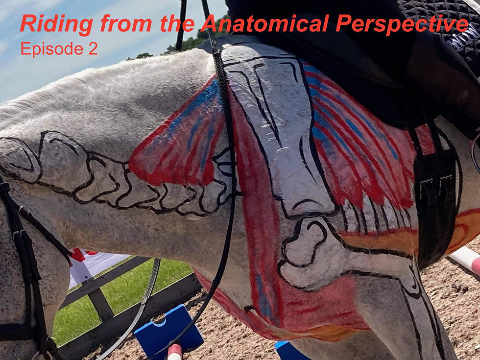 gillian higgins horses inside out Riding from the anatomical perspective, scapular, shoulder, humerus, elbow, thoracic sling muscles, ventral serrated muscles, serratus ventralis thorcis and cervicis, subclavian or deep cranial pectoral muscle, ascending pectorals, descending, transverse pectoral muscles.