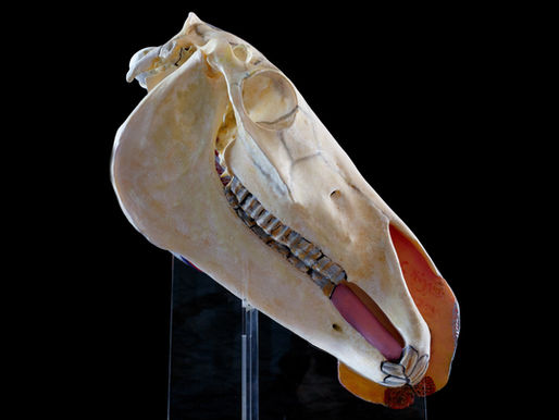 Horse skull with teeth
