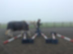 gillian higgins horses inside out walking over raised poles alternating