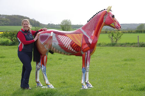 Superficial muscles of the horse. Anatomy model, learning tool for therapists Eric