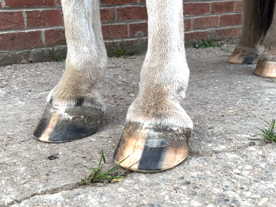 No hoof no horse
