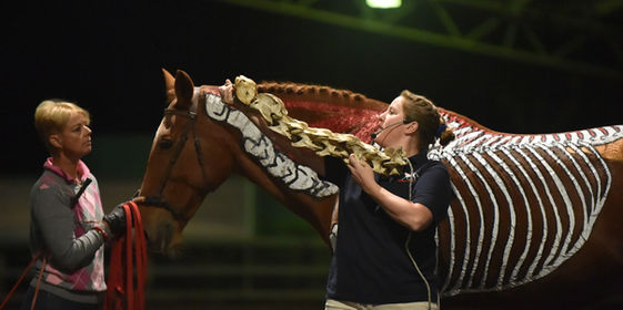 Neck and Back Pain in Horses