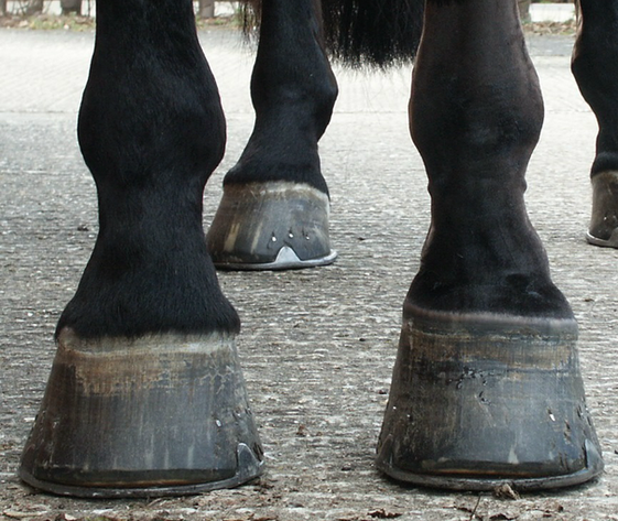 The Importance of Hoof Capsule Conformation