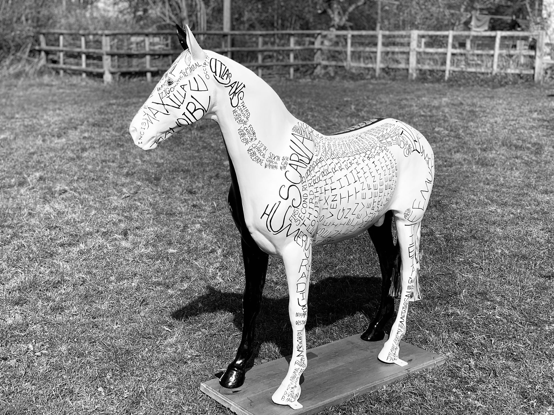 Horse Skeleton Word Art By Gillian Higgins