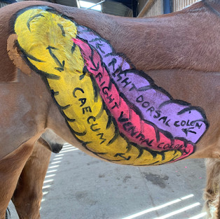 right dorsal colon, right ventral colon, caecum, horse digestive system painted by Gillian Higgins at Horses Inside Out