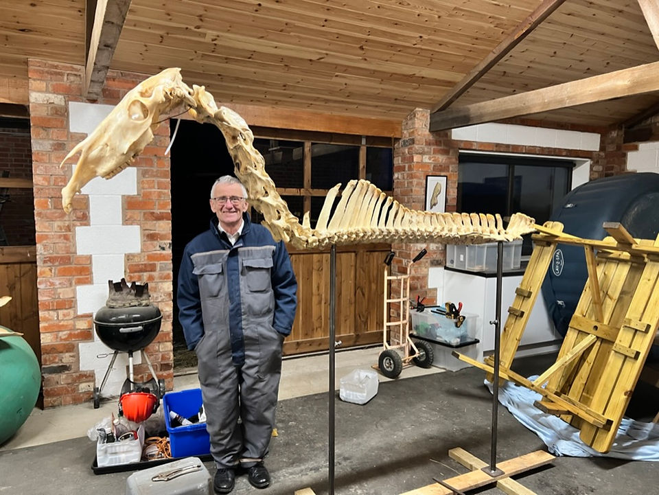 Horses Inside Out: Assembling the skeleton