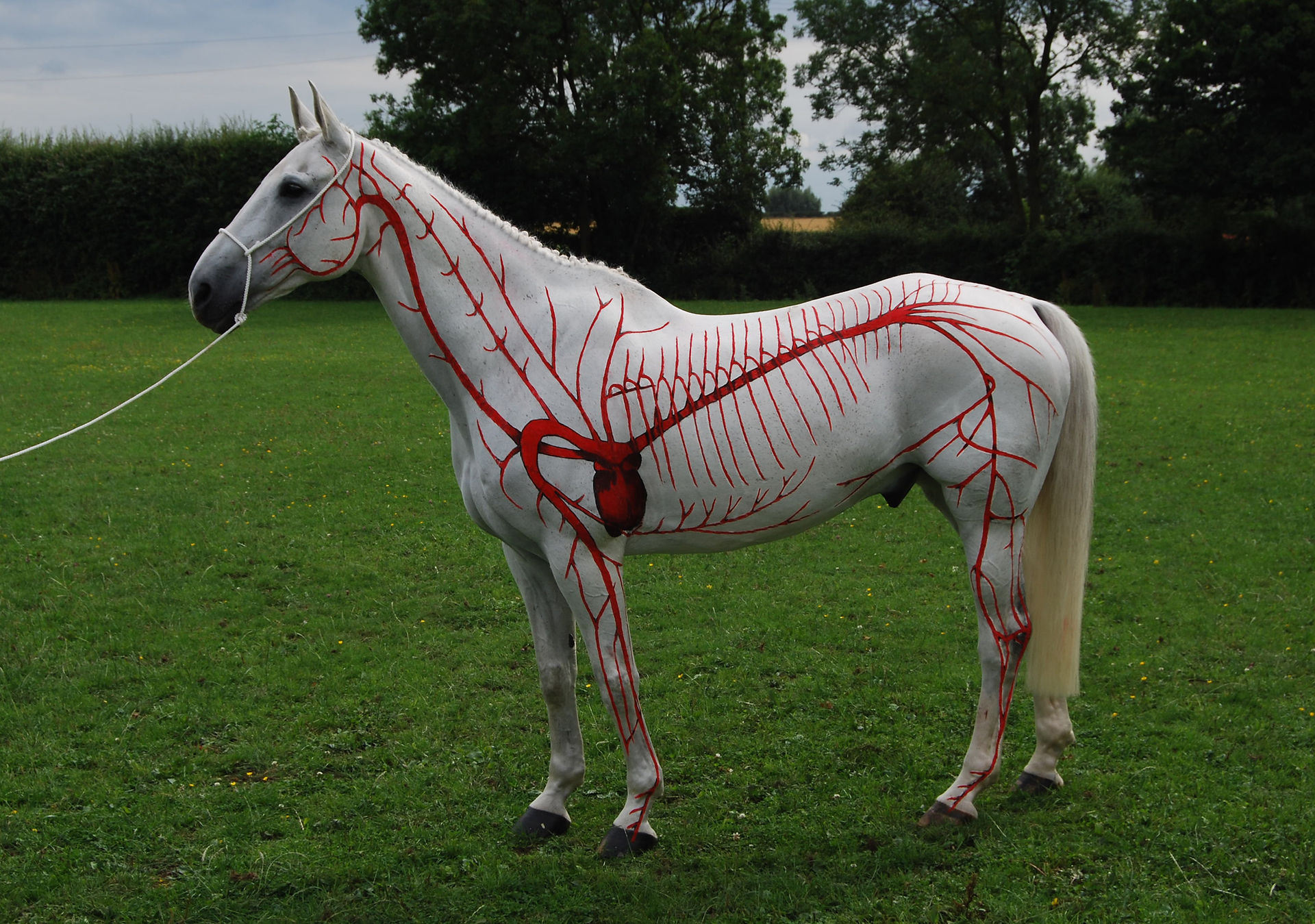 Horses Inside Out: Freddie Fox