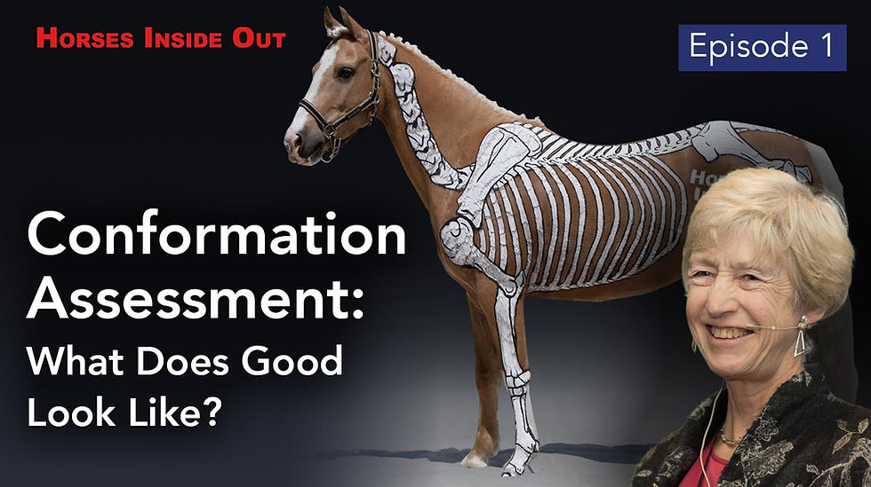 Conformation Assessment with Dr Sue Dyson