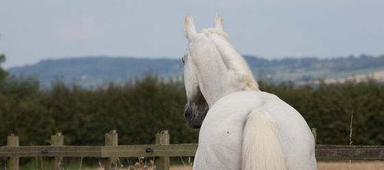 Coronavirus Restrictions: Advice for Horse Owners