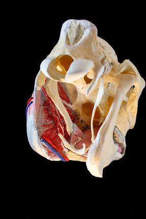 Anatomical Horse Head model showing the bones and joints, including the hyoid apparatus and the superficial muscles, tendons, nerves and blood vessels.