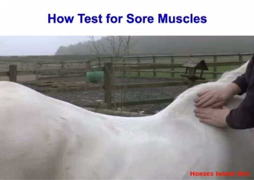 UNDERSTANDING MUSCLES AND FASCIA IN OUR HORSES WITH GILLIAN HIGGINS