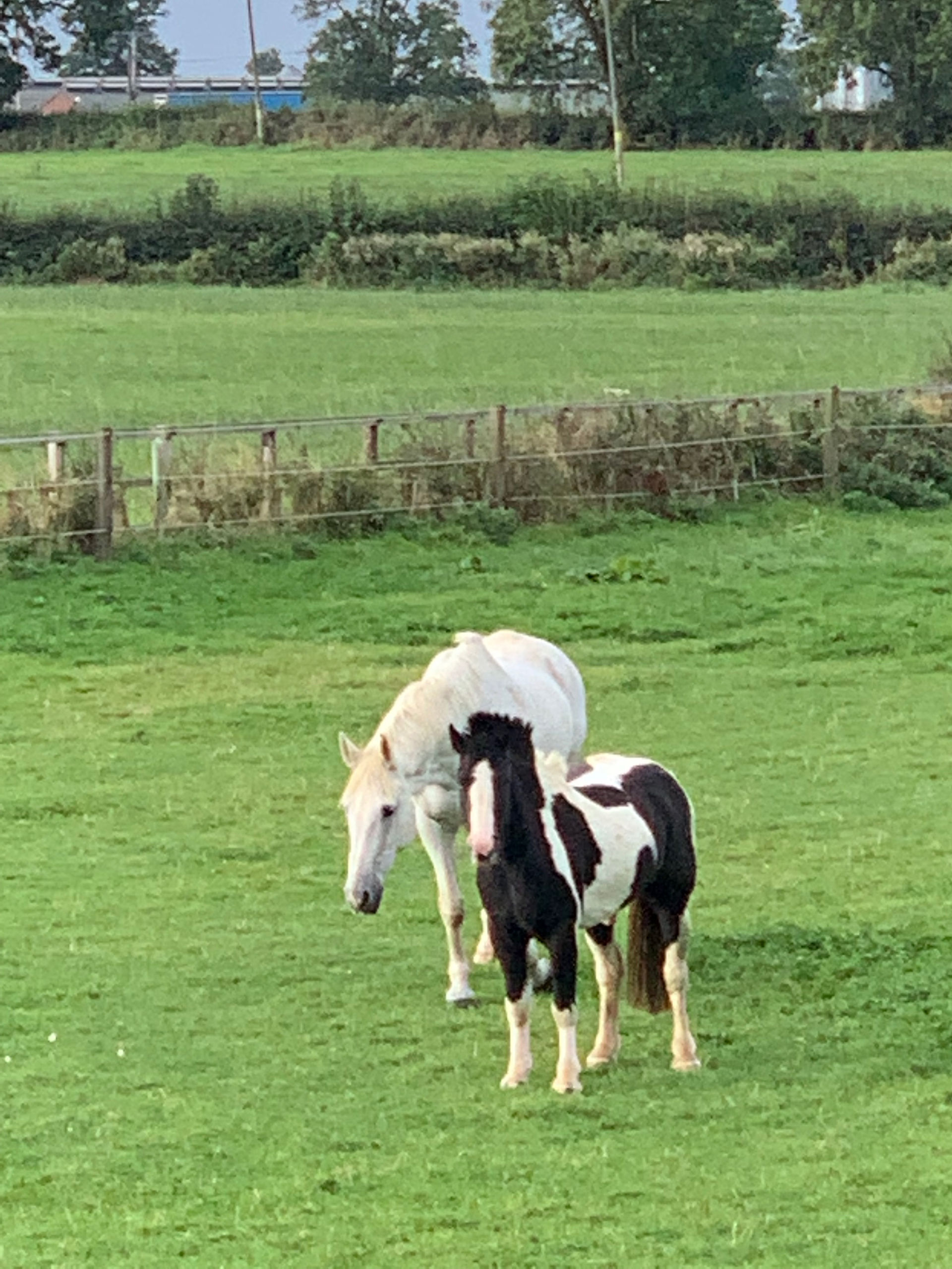 Pumpernickel blue cross rescue adopted pony by horses inside out with freddie fox