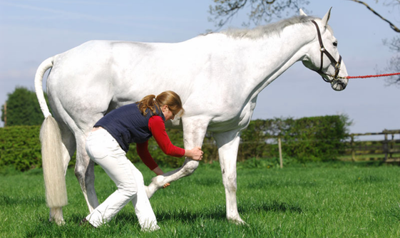 Gillian Higgins performing forelimb stretch on horse