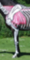 painted horse, foreleg, shoulder, skeleton, joints of forelimb, thoracic sling muscles