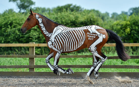 Understanding Equine Anatomy: Take your learning to another level with Horses Inside Out