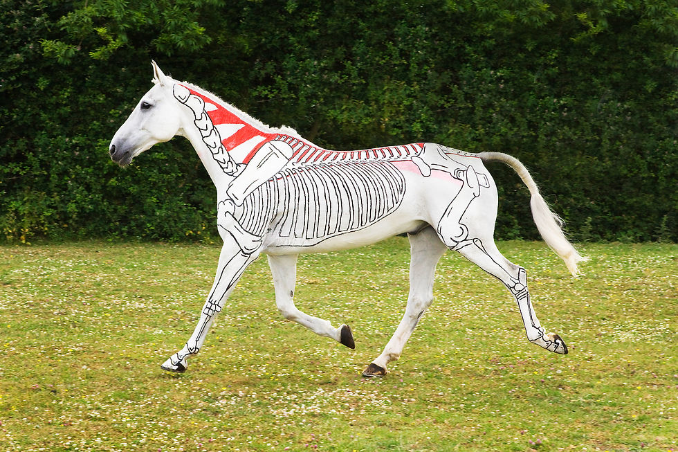 painted grey horse