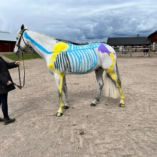 Students at Stromsholm, Sweden, present their horses for Gillian Higgins at Horses Inside Out to choose the best painted musculoskeleatl system!