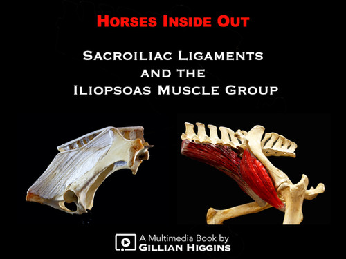 Sacroiliac Ligaments and the Iliopsoas Muscle Group | Horses Inside Out