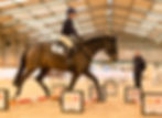 horse over trot pole
