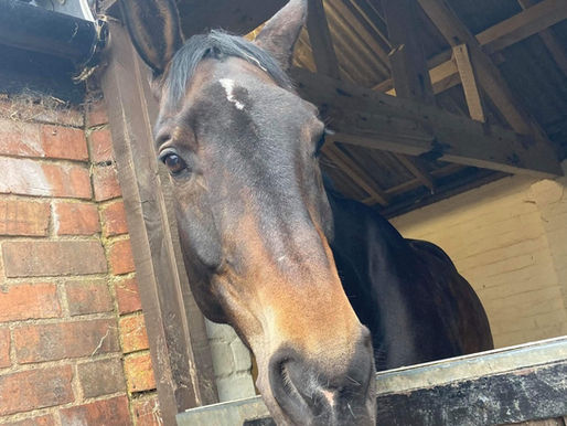 Bay horse looking out over a stable door