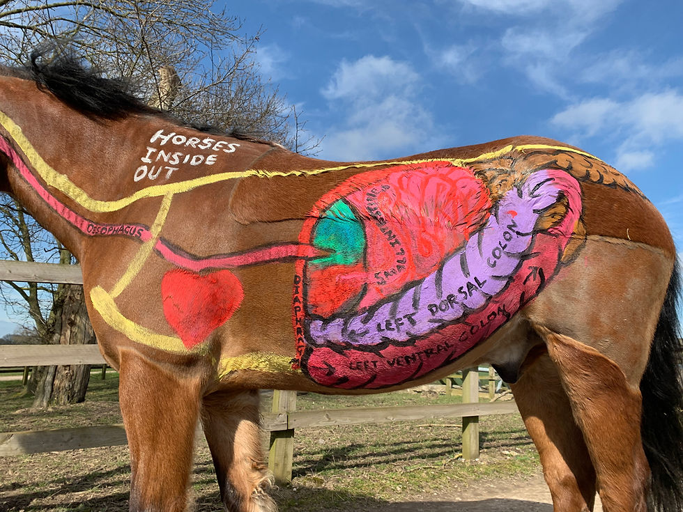 gillian higgins horses inside out painted horse digestive system Digestive health