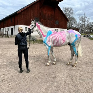 Students at Stromsholm, Sweden, present their horses for Gillian Higgins at Horses Inside Out to choose the best painted musculoskeletal system!