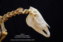 Standing pony skeleton marvin