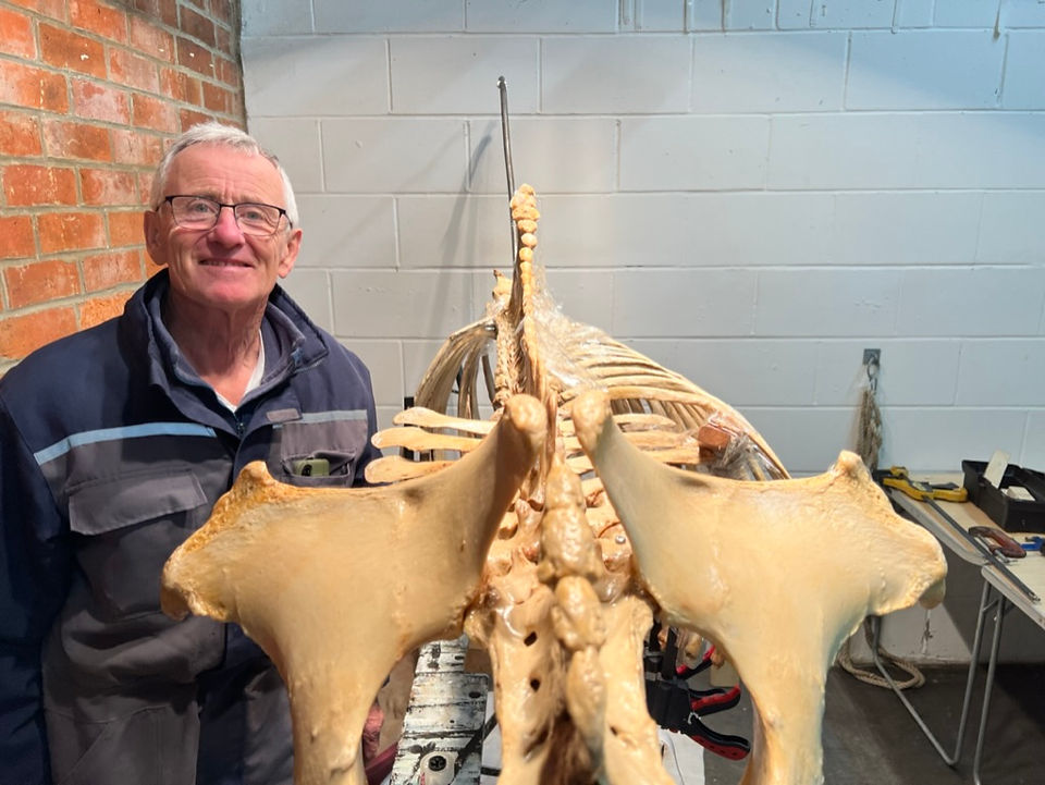 Horses Inside Out: Assembling the skeleton