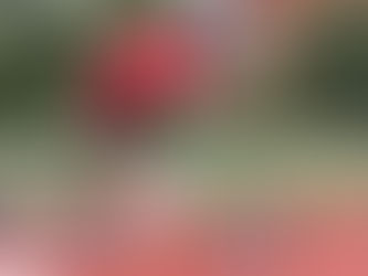 CANADA STARTS RACERUNNING PILOT PROJECT