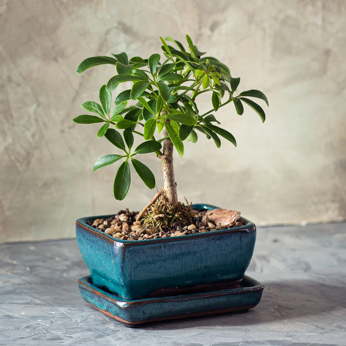 Indoor Bonsai Workshop