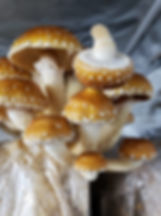 Freckled Chestnut Mushroom