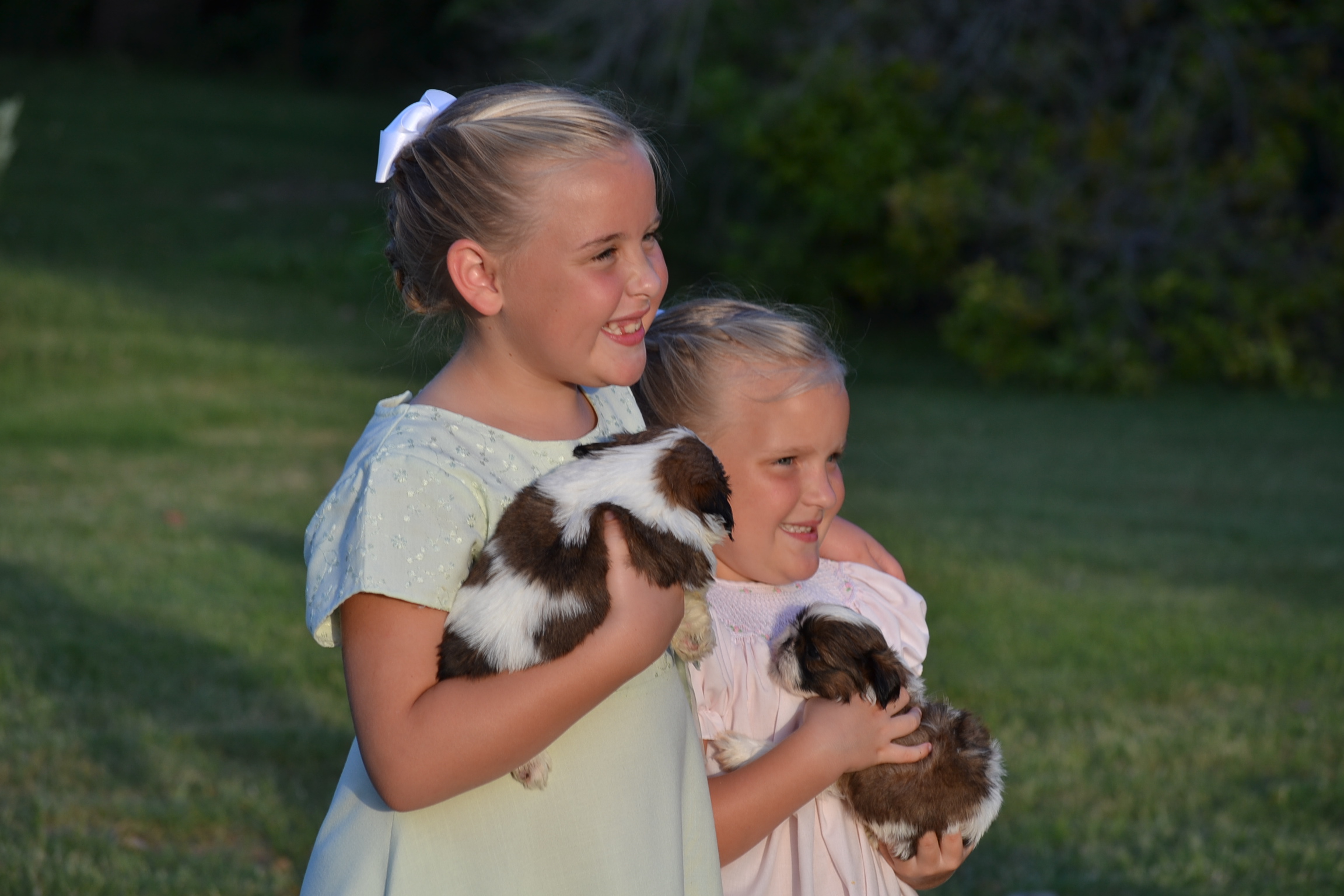 Home Shih Tzu S To Love