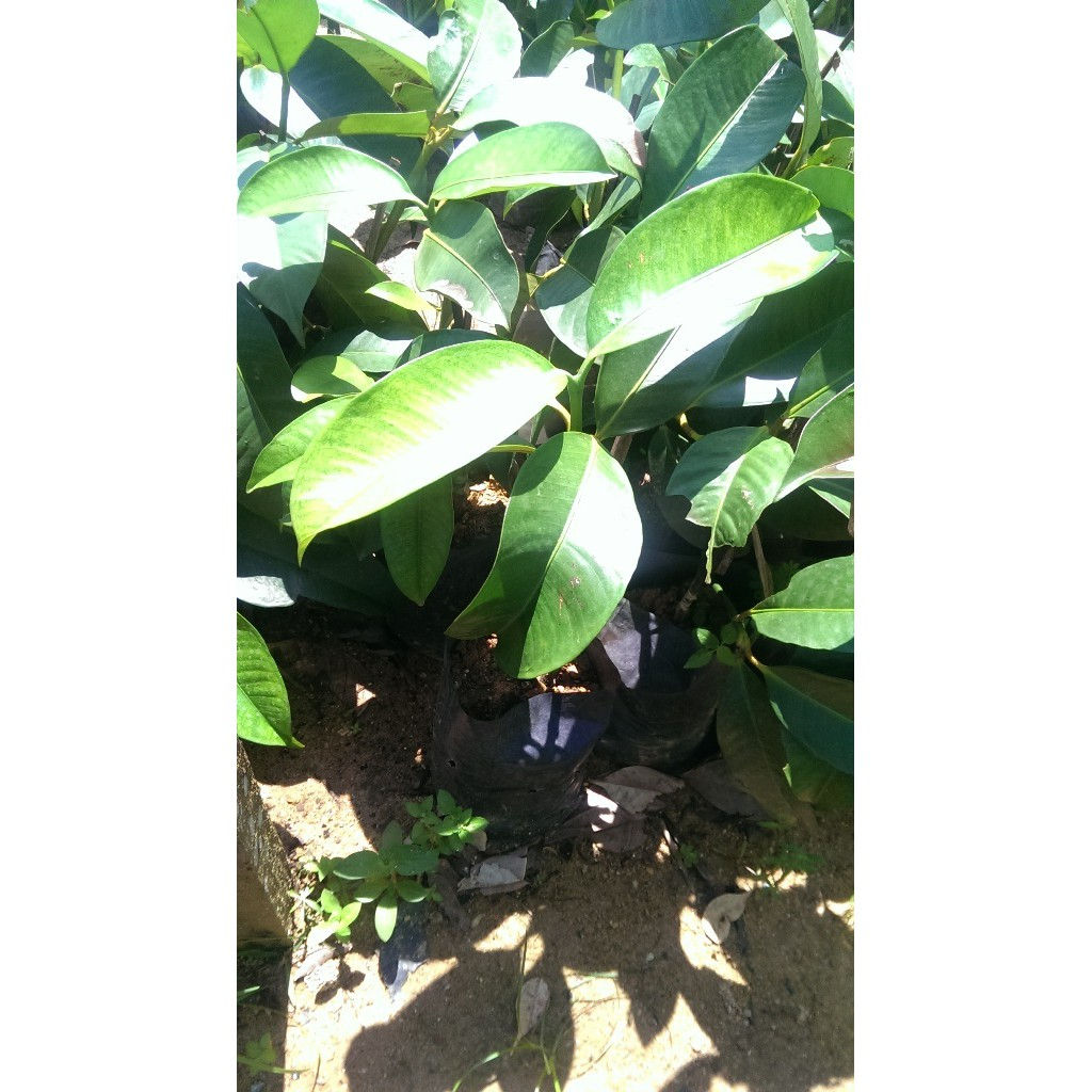 Manggis (Mangosteen)