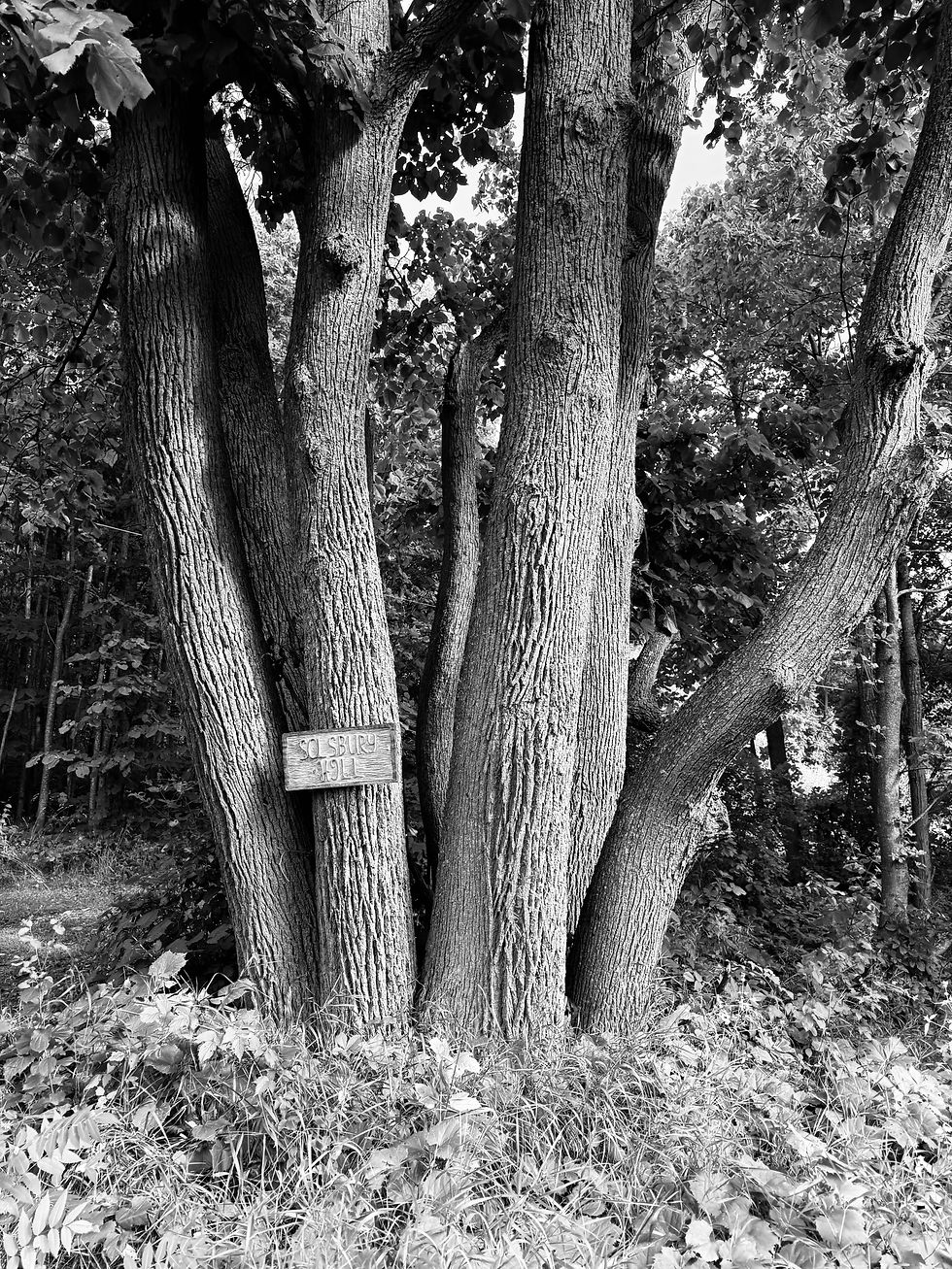Pretty cool tree with the " SOLSBURY HILL" sign.