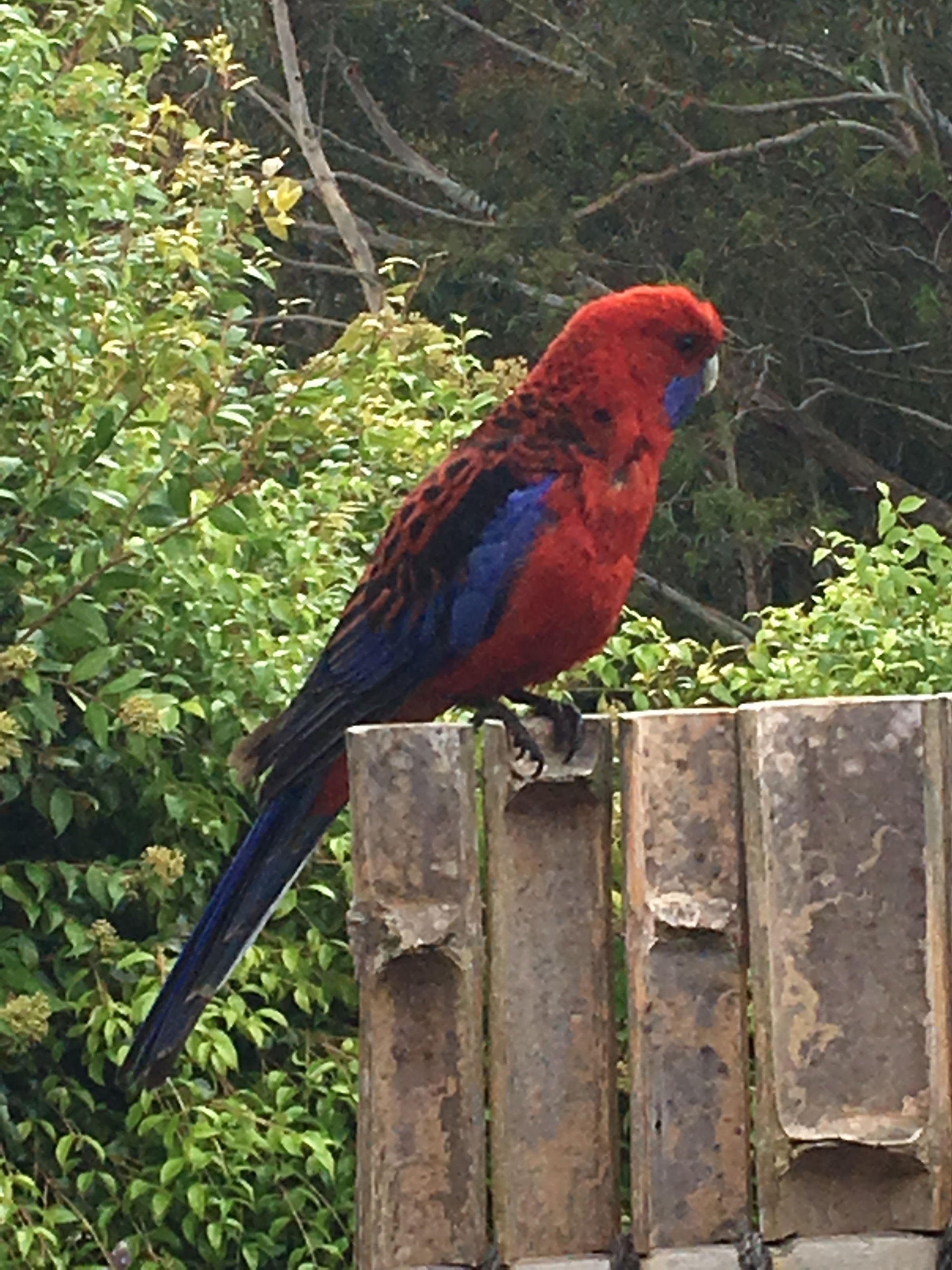 Breakfast Guest
