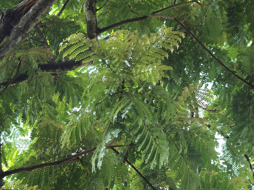 Owala Natural Tree
